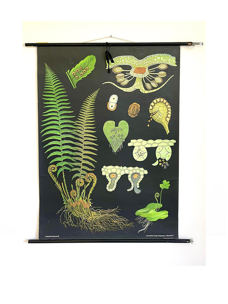 Large Vintage Scientific Fern Poster by Jung-Koch-Quentell