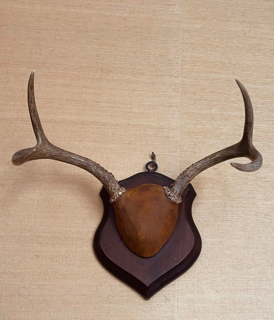 Vintage Deer Antler Mount With Leather Skull Cap on Solid Wood Plaque