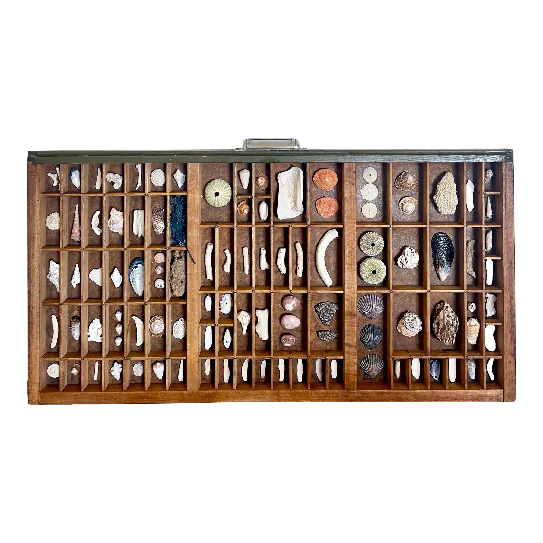Vintage Nautical Shell Collection in a Rustic Wooden Printer's Type Tray
