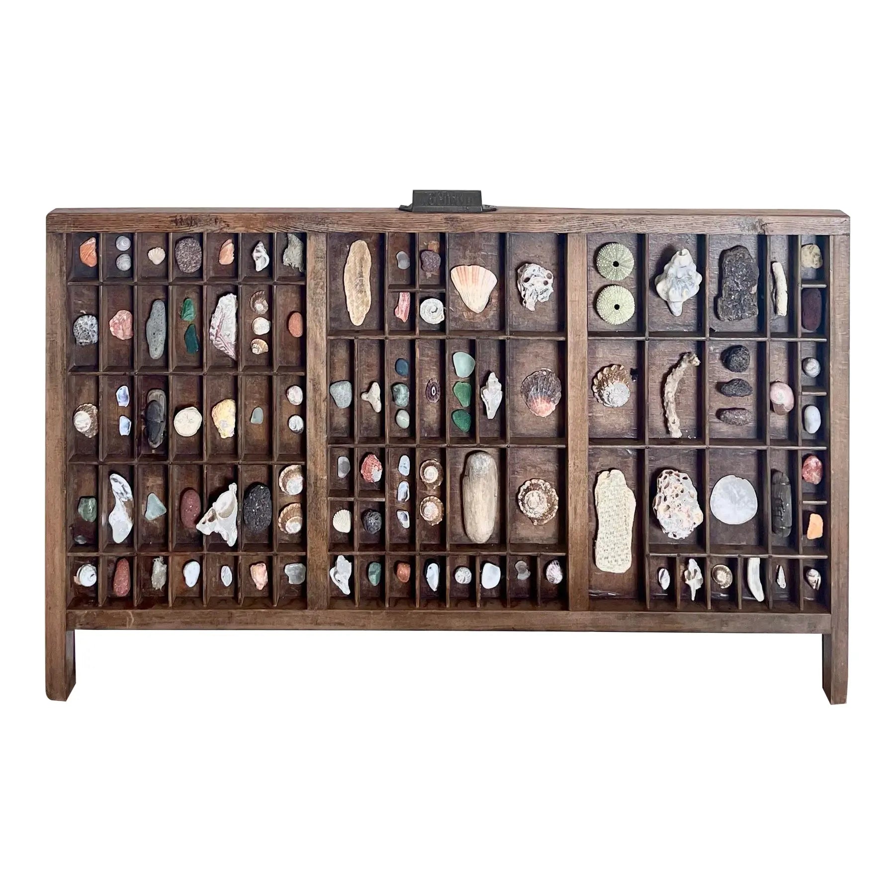 Vintage Wooden Printer’s Tray With Curated Sea Shell Collection