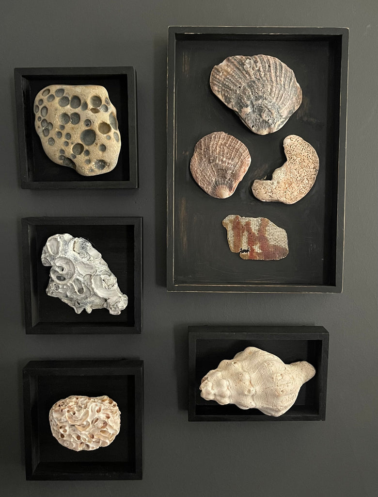 Vintage Coastal Seashell Shadow Box Collection – Set of 5 Framed Natural Specimens