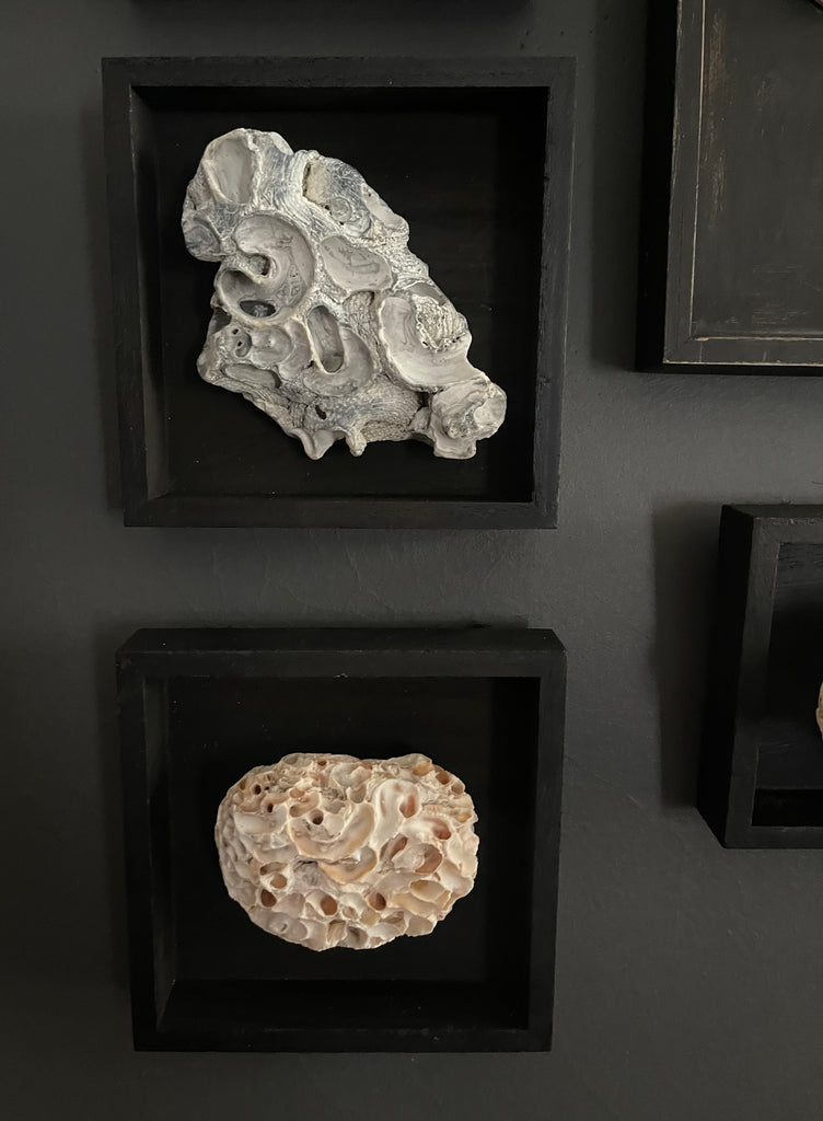 Vintage Coastal Seashell Shadow Box Collection – Set of 5 Framed Natural Specimens