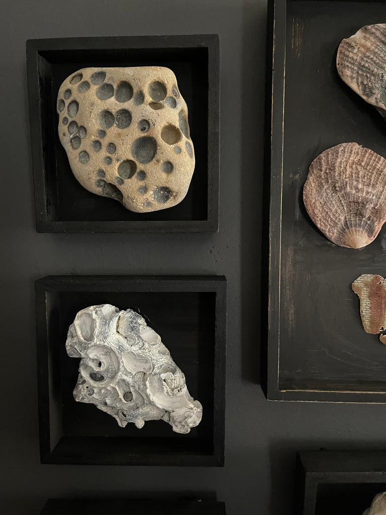 Vintage Coastal Seashell Shadow Box Collection – Set of 5 Framed Natural Specimens