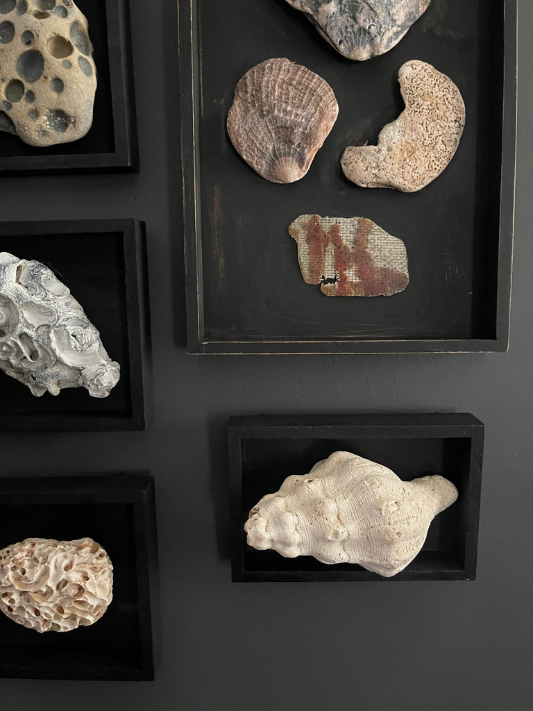 Vintage Coastal Seashell Shadow Box Collection – Set of 5 Framed Natural Specimens
