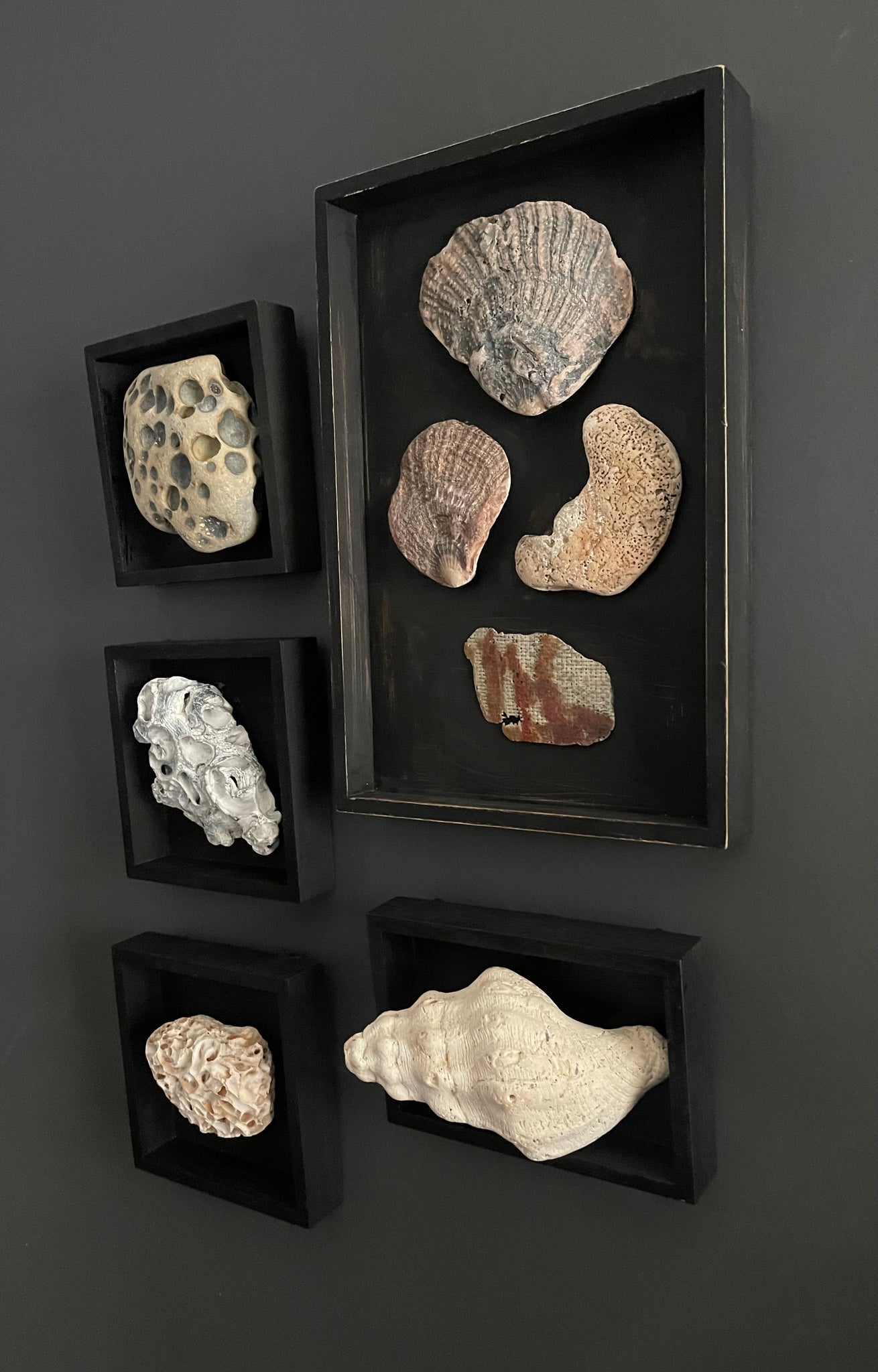 Vintage Coastal Seashell Shadow Box Collection – Set of 5 Framed Natural Specimens