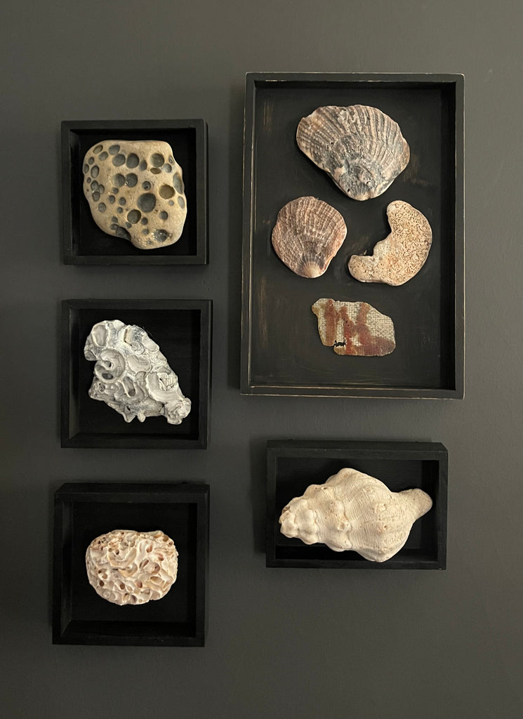 Vintage Coastal Seashell Shadow Box Collection – Set of 5 Framed Natural Specimens