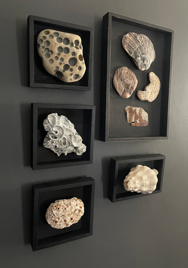 Vintage Coastal Seashell Shadow Box Collection – Set of 5 Framed Natural Specimens