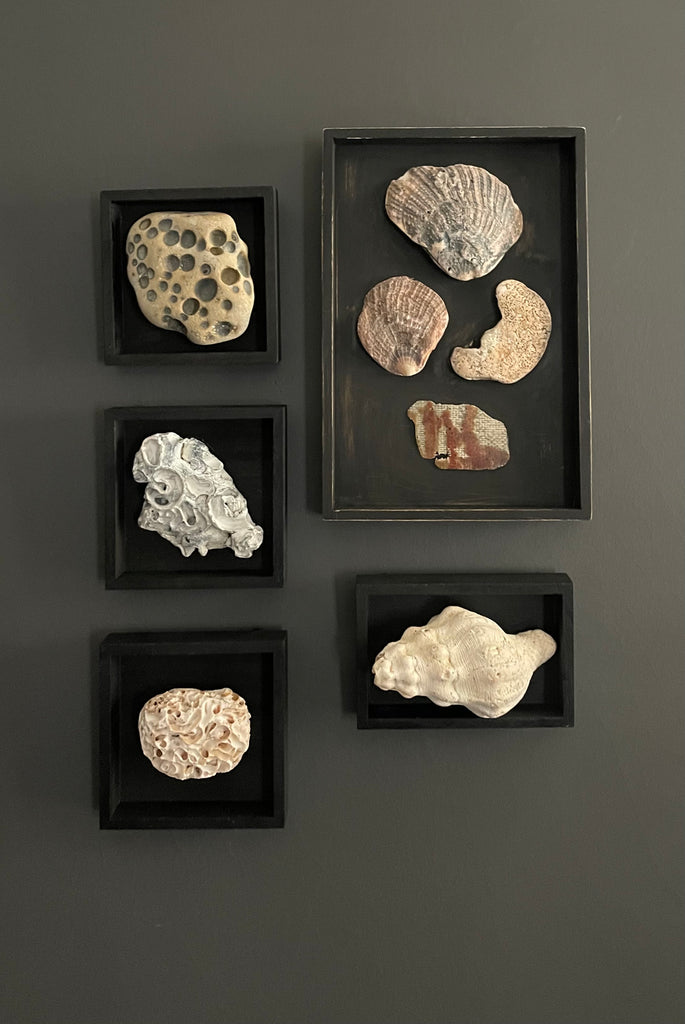 Vintage Coastal Seashell Shadow Box Collection – Set of 5 Framed Natural Specimens