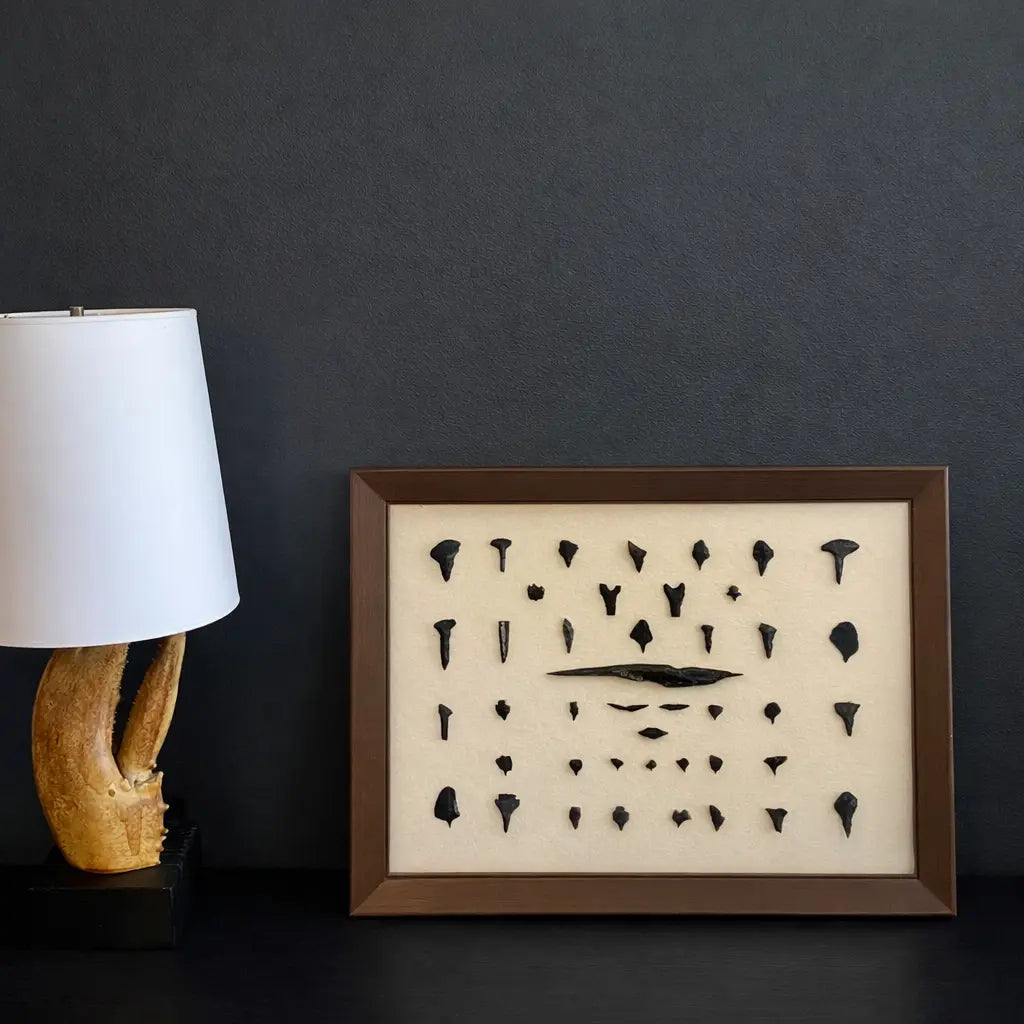 Framed Native American Obsidian & Dacite Arrowhead and Tool Collection