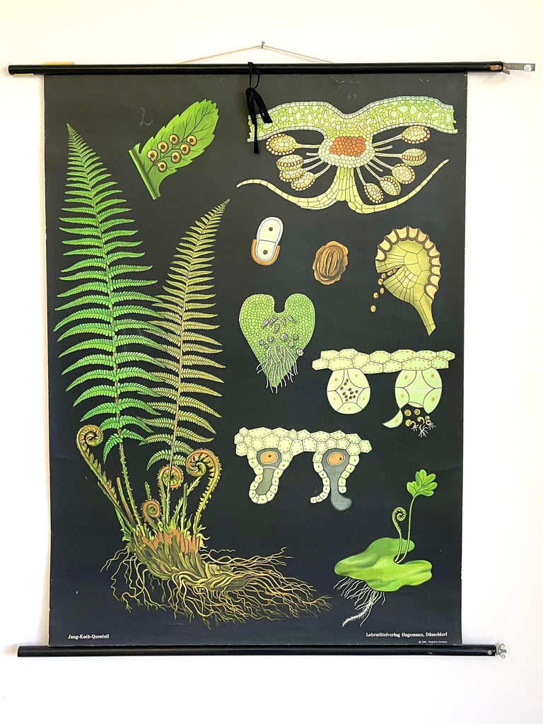 Large Vintage Scientific Fern Poster by Jung-Koch-Quentell