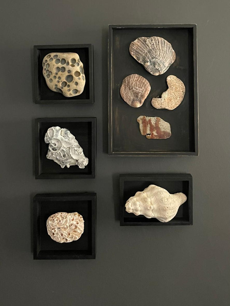 Vintage Coastal Seashell Shadow Box Collection – Set of 5 Framed Natural Specimens