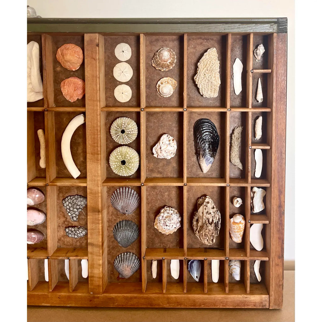 Vintage Nautical Shell Collection in a Rustic Wooden Printer's Type Tray