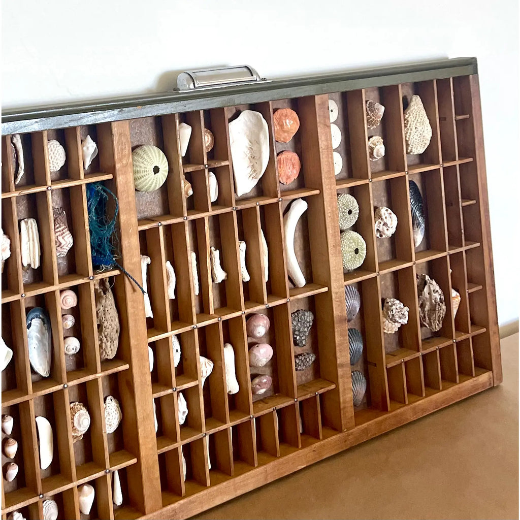 Vintage Nautical Shell Collection in a Rustic Wooden Printer's Type Tray