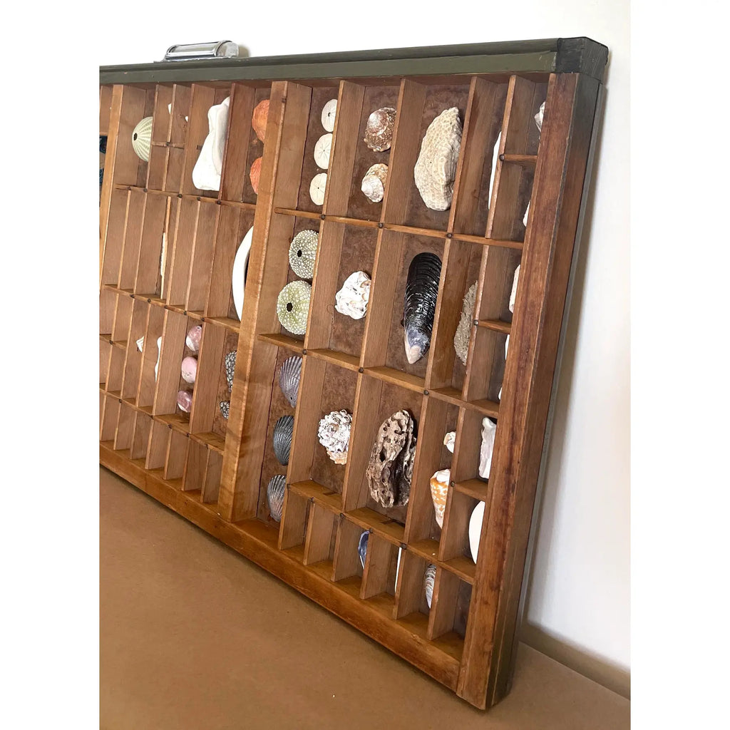 Vintage Nautical Shell Collection in a Rustic Wooden Printer's Type Tray
