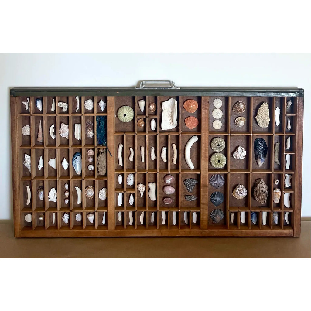 Vintage Nautical Shell Collection in a Rustic Wooden Printer's Type Tray