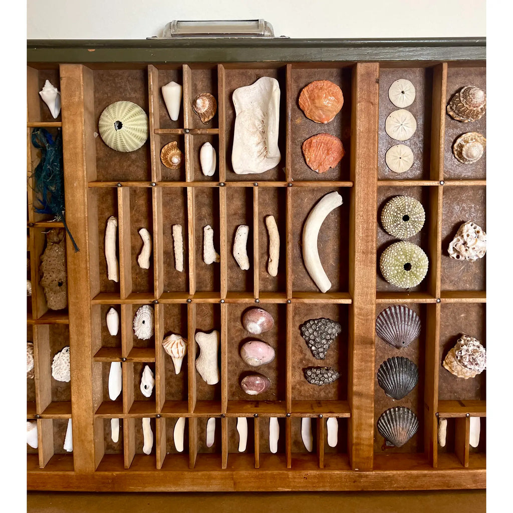 Vintage Nautical Shell Collection in a Rustic Wooden Printer's Type Tray
