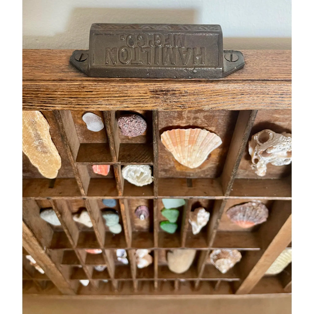 Vintage Wooden Printer’s Tray With Curated Sea Shell Collection