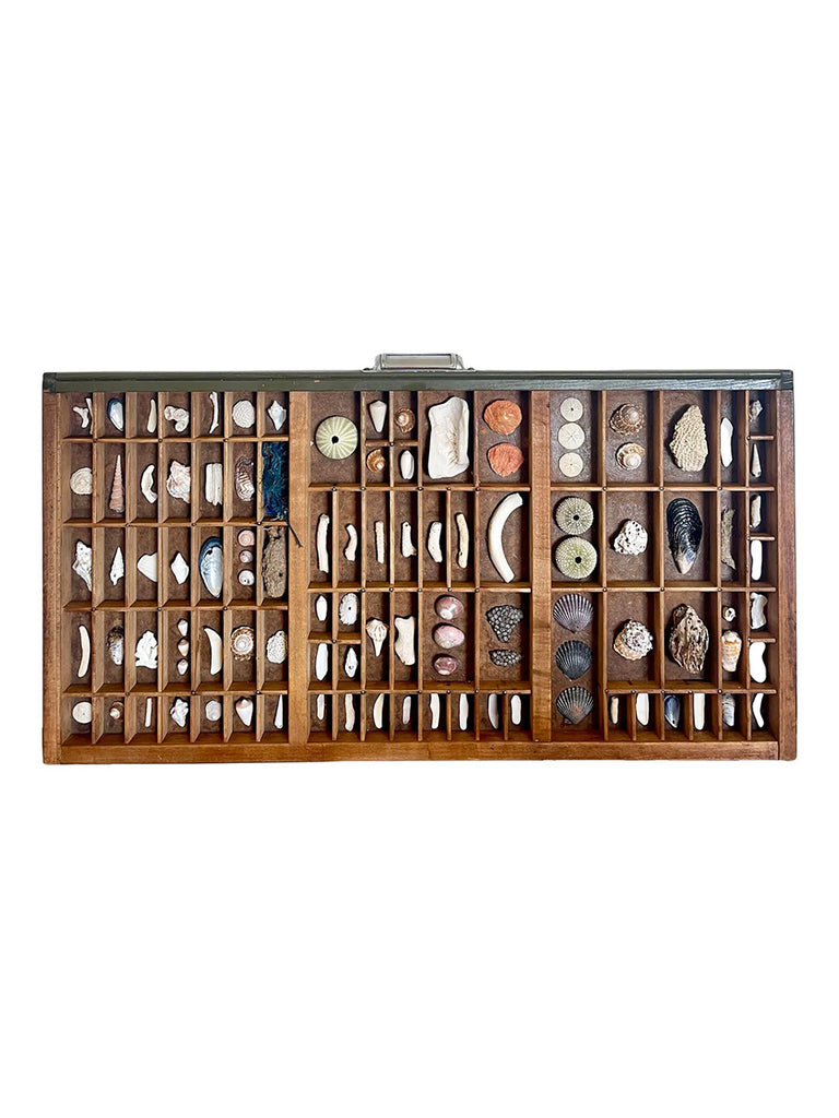 Vintage Nautical Shell Collection in a Rustic Wooden Printer's Type Tray